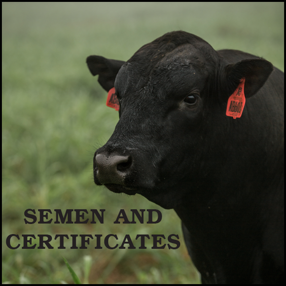 Angus Semen/Certificates